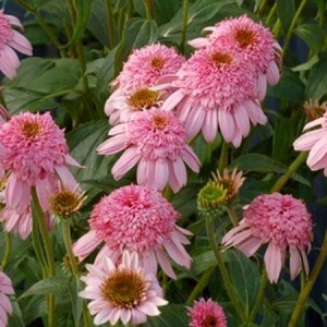 Эхинацея Echinacea Secret Romance